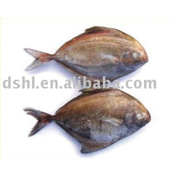 Gefrorenes schwarzes pomfret